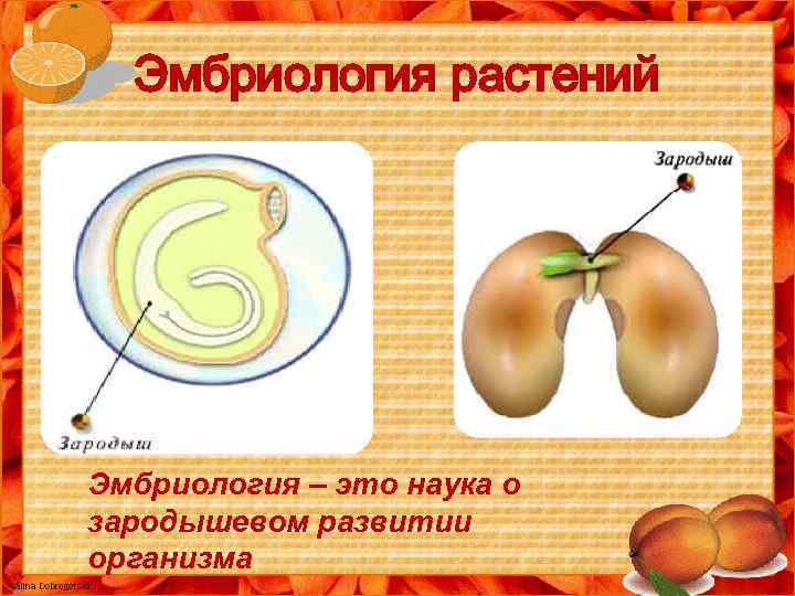 Эмбриология растений Эмбриология – это наука о зародышевом развитии организма 