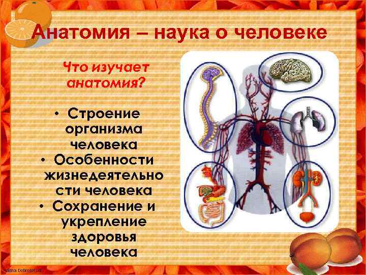 Анатомия – наука о человеке Что изучает анатомия? • Строение организма человека • Особенности