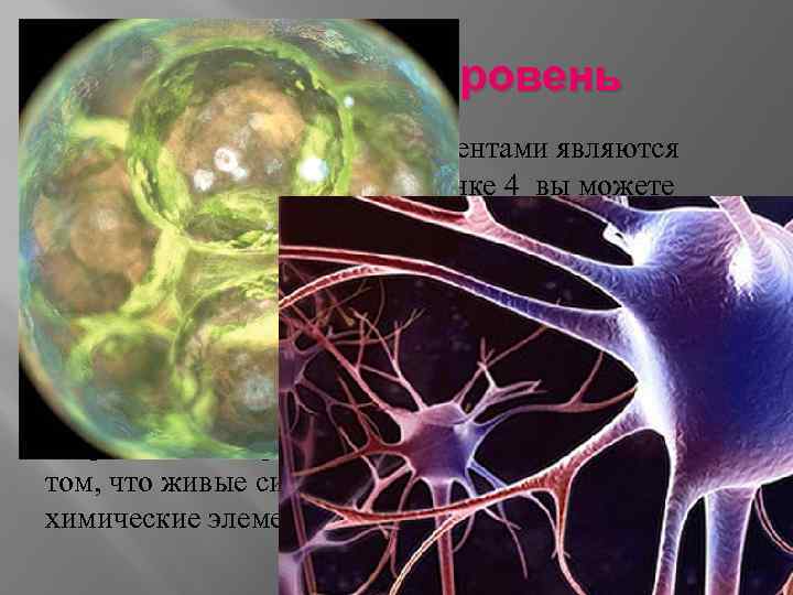 Клеточный уровень На этом уровне главными элементами являются различные органеллы. На рисунке 4 вы