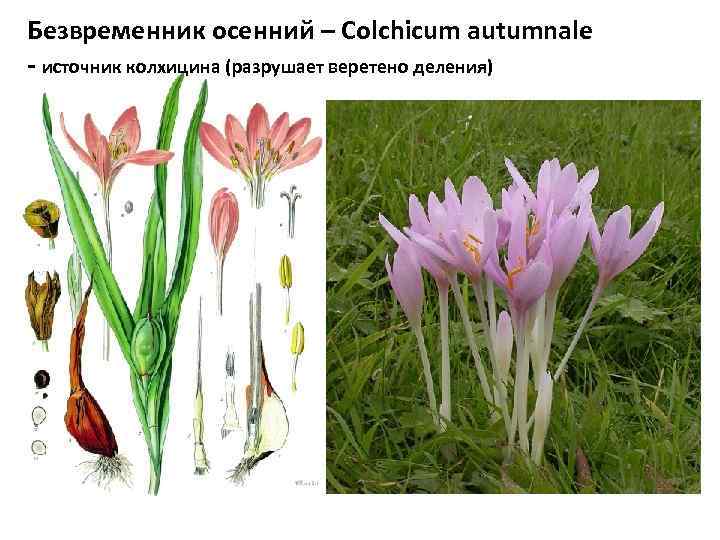 Безвременник осенний – Colchicum autumnale - источник колхицина (разрушает веретено деления) 