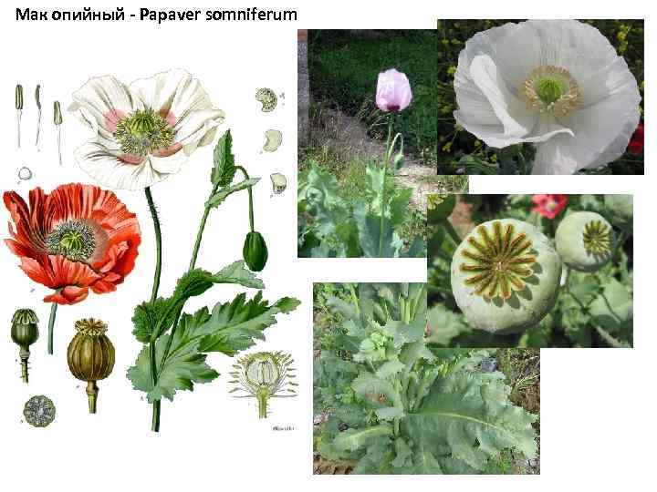 Мак опийный - Papaver somniferum 