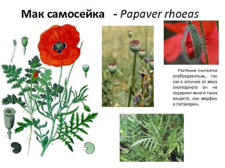 Мак самосейка - Papaver rhoeas Растение считается слабоядовитым, так как в отличие от мака