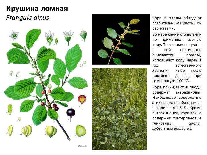 Крушина ломкая Frangula alnus • • • Кора и плоды обладают слабительным и рвотными