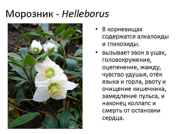 Морозник - Helleborus • В корневищах содержатся алкалоиды и гликозиды. • вызывает звон в