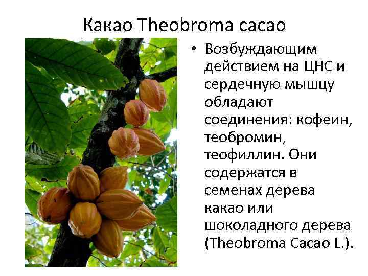 Какао Theobroma cacao • Возбуждающим действием на ЦНС и сердечную мышцу обладают соединения: кофеин,