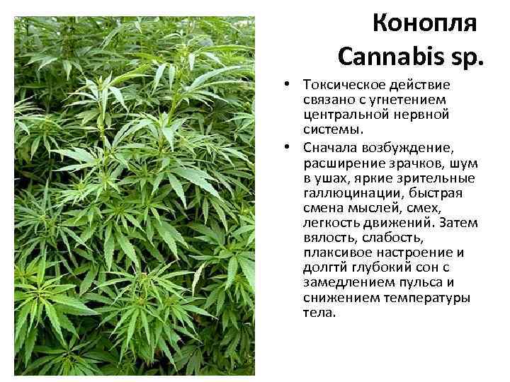 Конопля Cannabis sp. • Токсическое действие связано с угнетением центральной нервной системы. • Сначала