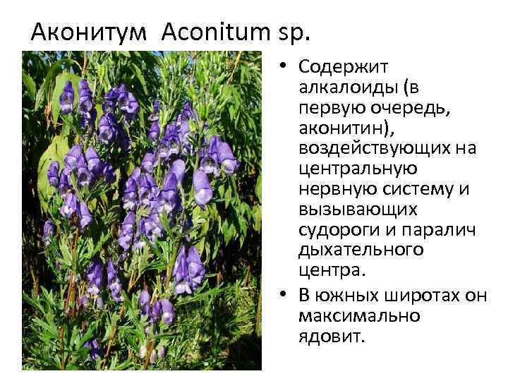 Аконитум Aconitum sp. • Содержит алкалоиды (в первую очередь, аконитин), воздействующих на центральную нервную