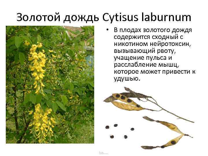 Золотой дождь Cytisus laburnum • В плодах золотого дождя содержится сходный с никотином нейротоксин,