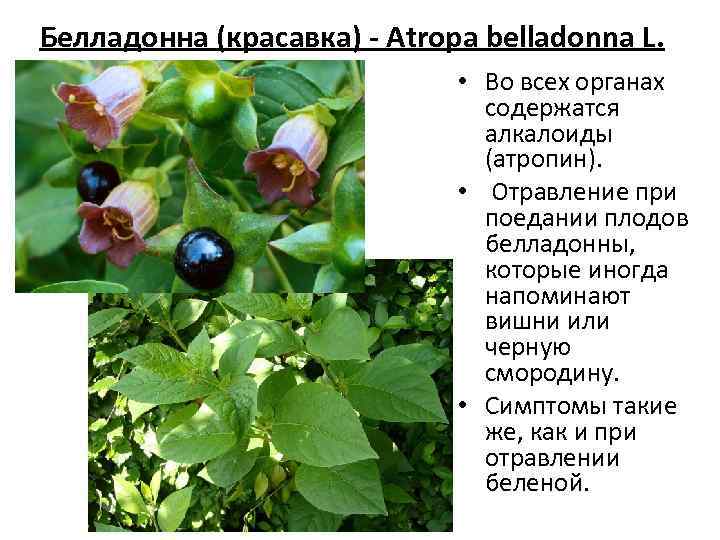 Белладонна (красавка) - Atropa belladonna L. • Во всех органах содержатся алкалоиды (атропин). •