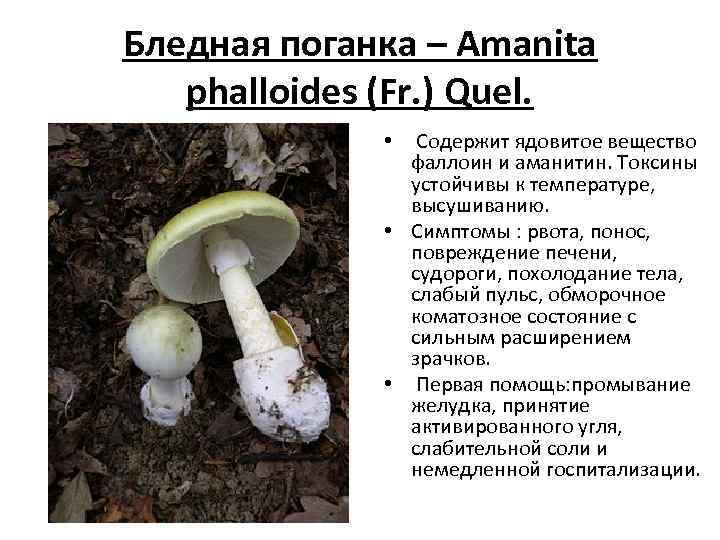 Ядовитые вещества грибы. Мухомор и бледная поганка. Бледная поганка (Amanita phalloides). Мухомор зеленый или бледная поганка. Действующее начало бледной поганки.