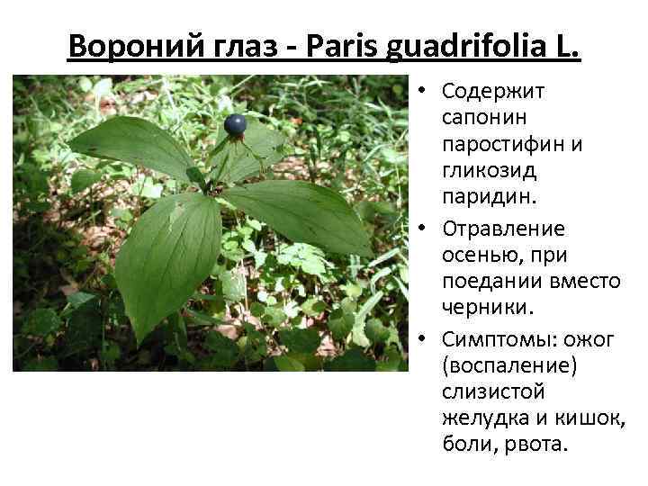 Вороний глаз - Paris guadrifolia L. • Содержит сапонин паростифин и гликозид паридин. •