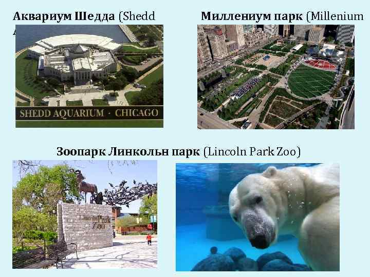 Аквариум Шедда (Shedd Aquarium) Миллениум парк (Millenium Park) Зоопарк Линкольн парк (Lincoln Park Zoo)