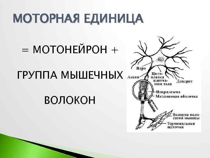 МОТОРНАЯ ЕДИНИЦА = МОТОНЕЙРОН + ГРУППА МЫШЕЧНЫХ ВОЛОКОН 