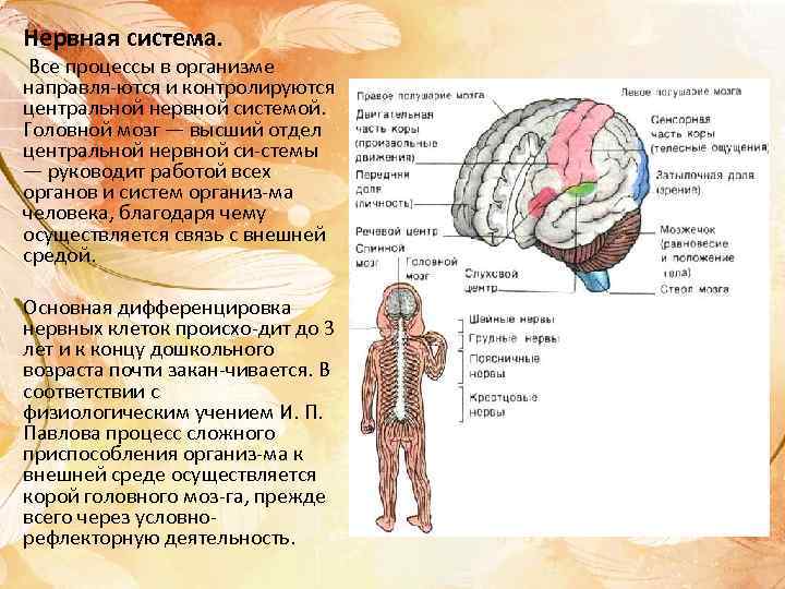 Нервная система. Все процессы в организме направля ются и контролируются центральной нервной системой. Головной