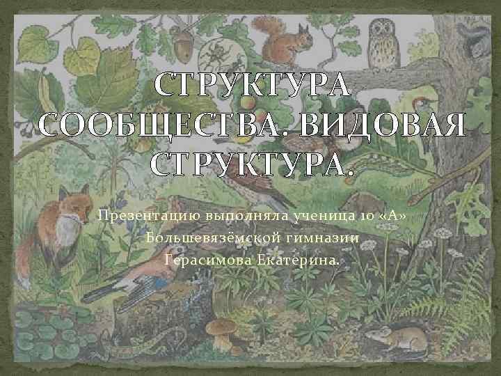 СТРУКТУРА СООБЩЕСТВА. ВИДОВАЯ СТРУКТУРА. Презентацию выполняла ученица 10 «А» Большевязёмской гимназии Герасимова Екатерина. 