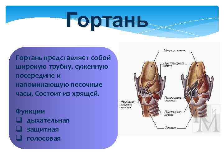 Функция хрящей в организме человека. Гортань представляет собой. Гортань состоит из хрящей. Хрящ состоит из.