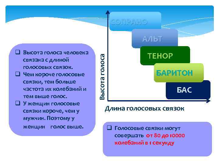 Высота голоса. Высота голоса связана с. Высота голоса человека связана с длиной голосовых связок. Высота голоса у человека зависит от.