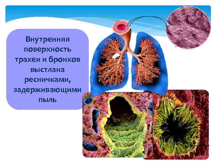 Слизистая трахеи выстлана эпителием. Трахея и бронхи. Внутренняя поверхность бронхов. Бронхи выстланы эпителием.