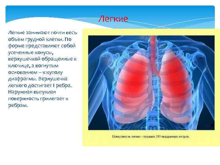 Легкие занимают 4 5. Легкие занимают 1/3. Верхушечка.