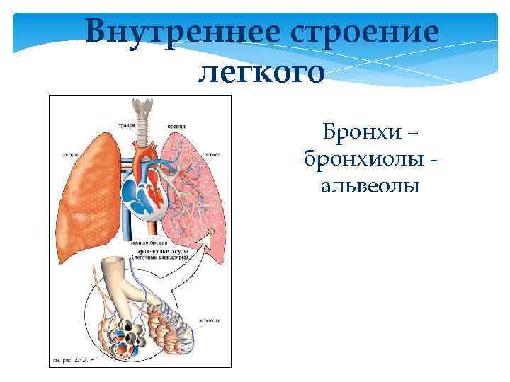 Особенности строения легких. Бронхи бронхиолы строение легких. Внутренне строение легких. Внутреннее строение легких и бронхов. Строение легких альвеолы бронхи.