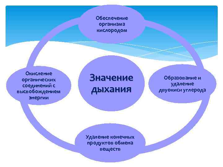 В обеспечении организма строительным материалом