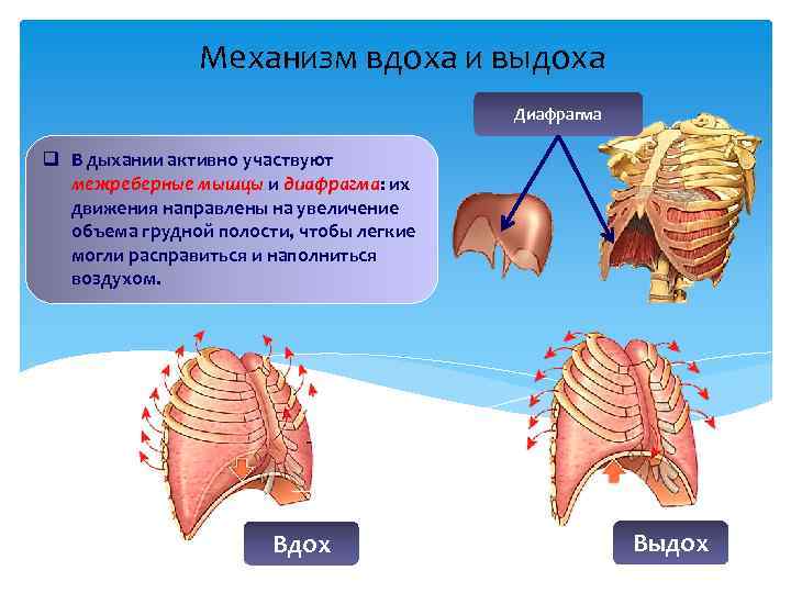 Во время вдоха межреберные мышцы и диафрагма