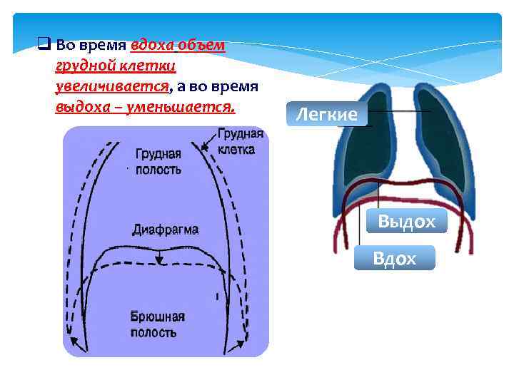 При выдохе происходит