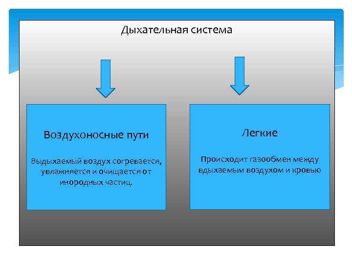 Дыхательная система Воздухоносные пути Легкие Выдыхаемый воздух согревается, увлажняется и очищается от инородных частиц.