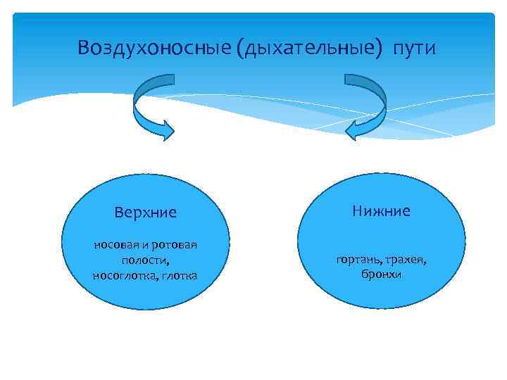 Воздухоносные (дыхательные) пути Верхние Нижние носовая и ротовая полости, носоглотка, глотка гортань, трахея, бронхи