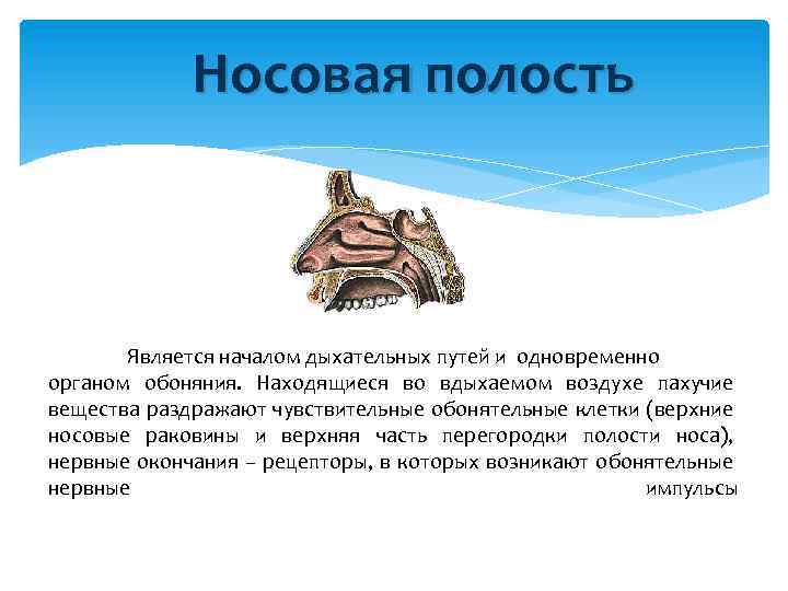 Носовая полость Является началом дыхательных путей и одновременно органом обоняния. Находящиеся во вдыхаемом воздухе