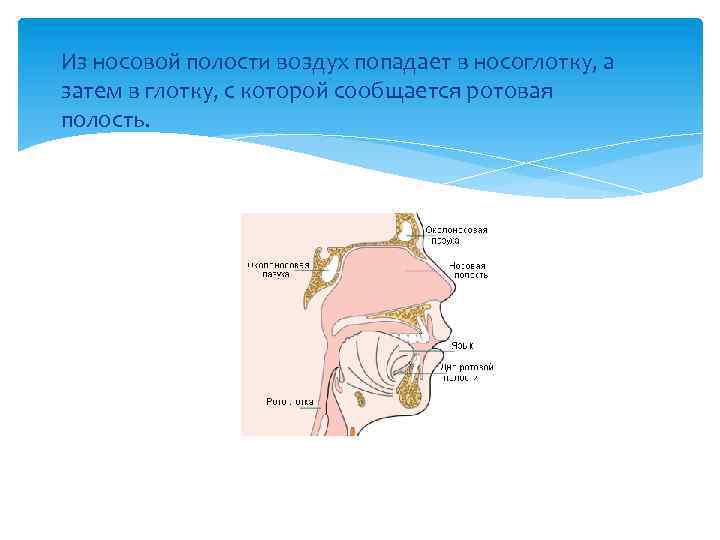 Полость воздуха