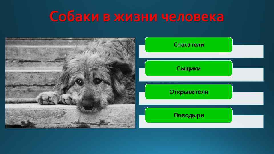 Собаки в жизни человека Спасатели Сыщики Открыватели Поводыри 