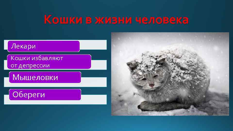 Кошки в жизни человека Лекари Кошки избавляют от депрессии Мышеловки Обереги 