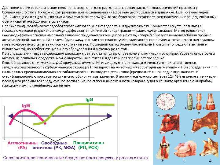 Диагностические серологические тесты не позволяют строго разграничить вакцинальный и эпизоотический процессы у бруцеллезного скота.