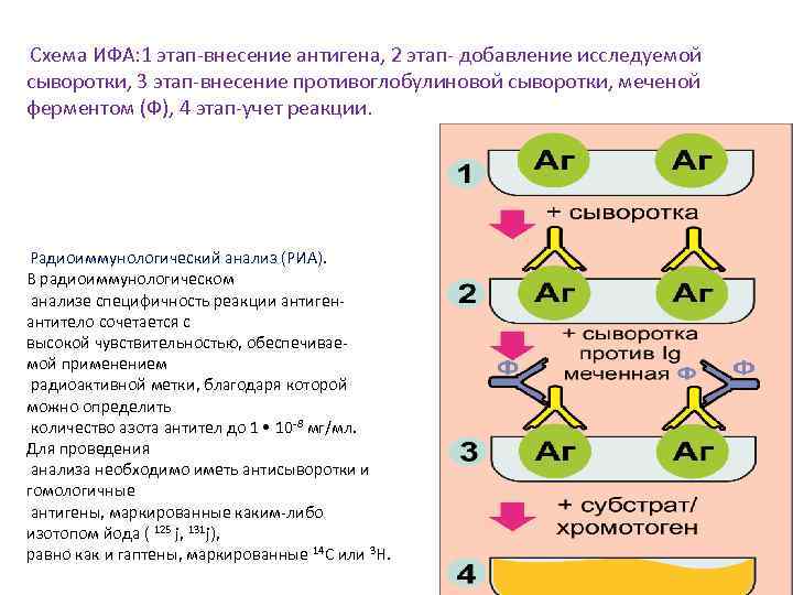 Радиоиммунный анализ схема