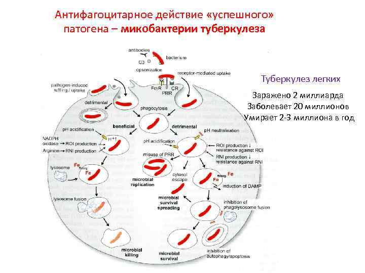 Антифагоцитарное действие «успешного» патогена – микобактерии туберкулеза Туберкулез легких Заражено 2 миллиарда Заболевает 20