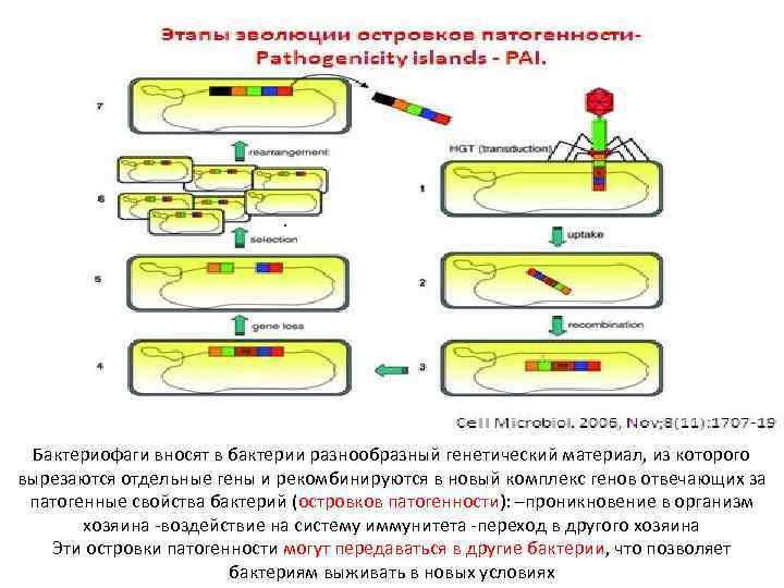 Бактериофаги вносят в бактерии разнообразный генетический материал, из которого вырезаются отдельные гены и рекомбинируются