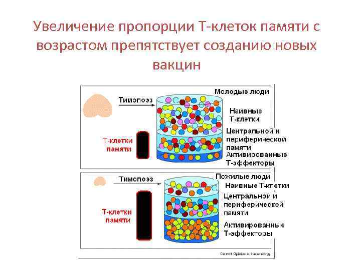 Увеличение пропорции Т-клеток памяти с возрастом препятствует созданию новых вакцин 