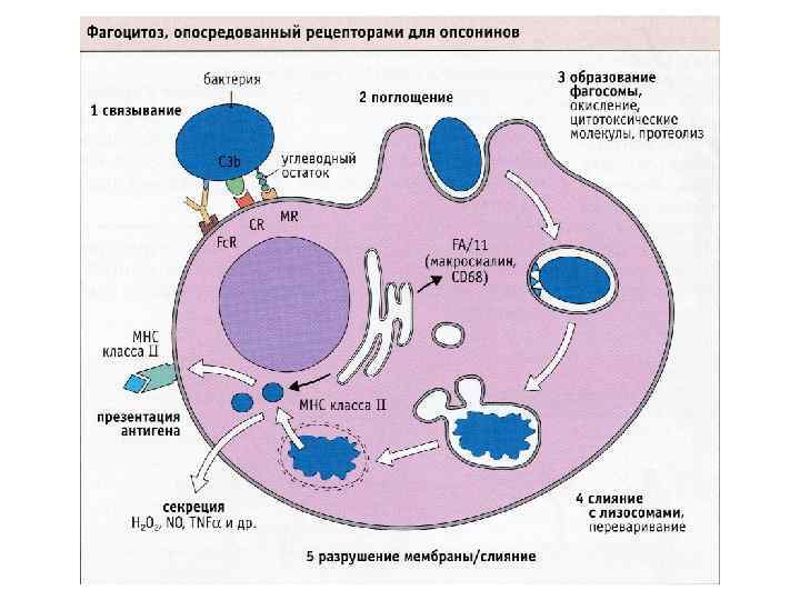 Фазы фагоцитоза схема