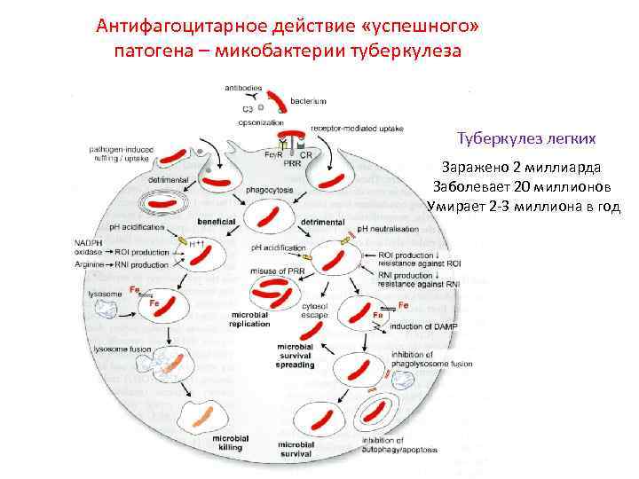 Антифагоцитарное действие «успешного» патогена – микобактерии туберкулеза Туберкулез легких Заражено 2 миллиарда Заболевает 20