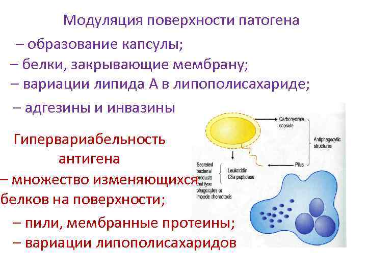 Модуляция поверхности патогена – образование капсулы; – белки, закрывающие мембрану; – вариации липида А