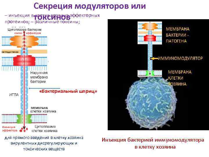 Секреция модуляторов или – инъекция в клетки хозяина эффекторных токсинов протеинов; – различные токсины;