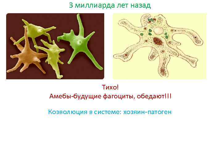 З миллиарда лет назад Тихо! Амебы-будущие фагоциты, обедают!!! Коэволюция в системе: хозяин-патоген 