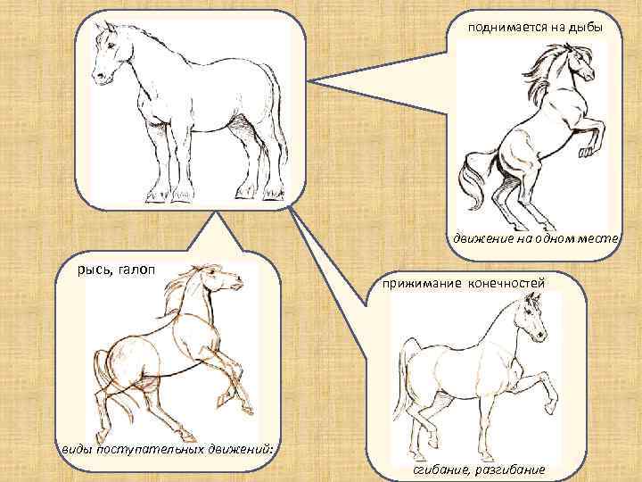 поднимается на дыбы движение на одном месте рысь, галоп прижимание конечностей прижимание к туловищу
