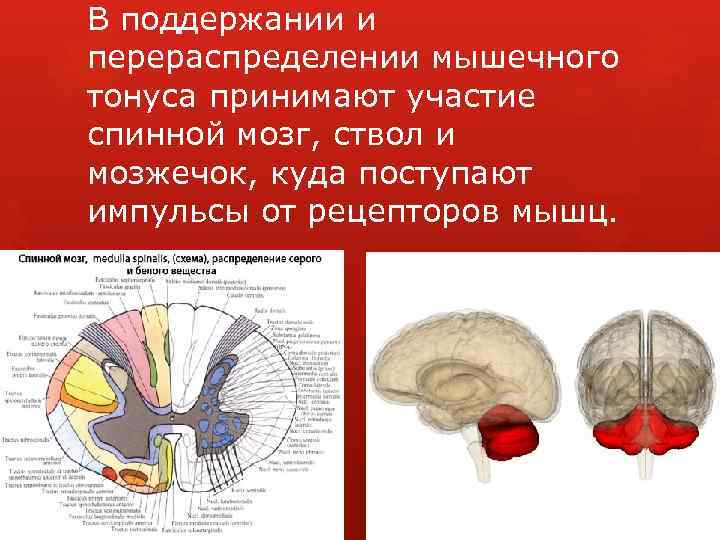 В поддержании и перераспределении мышечного тонуса принимают участие спинной мозг, ствол и мозжечок, куда