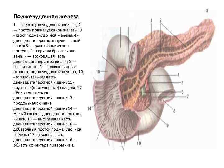 Поджелудочная железа 1 — тело поджелудочной железы; 2 — проток поджелудочной железы; 3 хвост