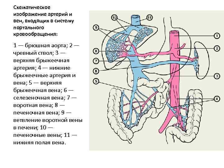Схематическое изображение артерий и вен, входящих в систему портального кровообращения: 1 — брюшная аорта;