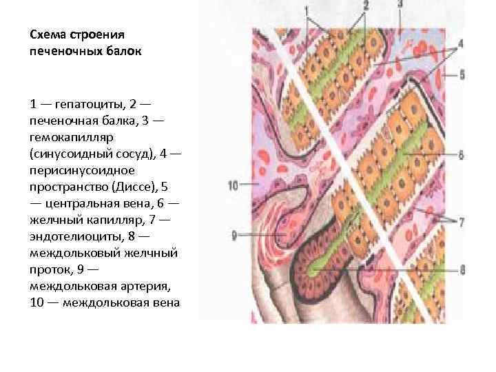 Схема строения печеночных балок 1 — гепатоциты, 2 — печеночная балка, 3 — гемокапилляр