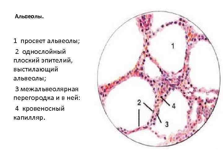 Картинки альвеолы легких