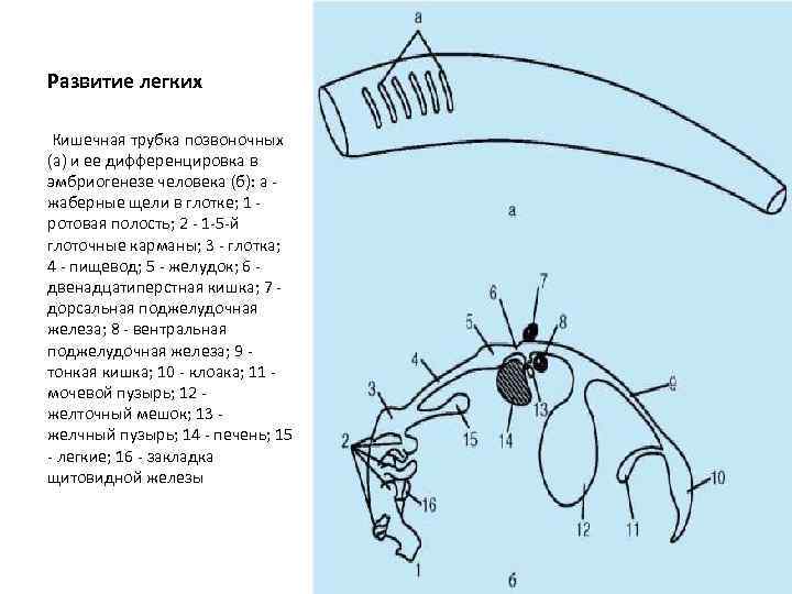 Формирование легких